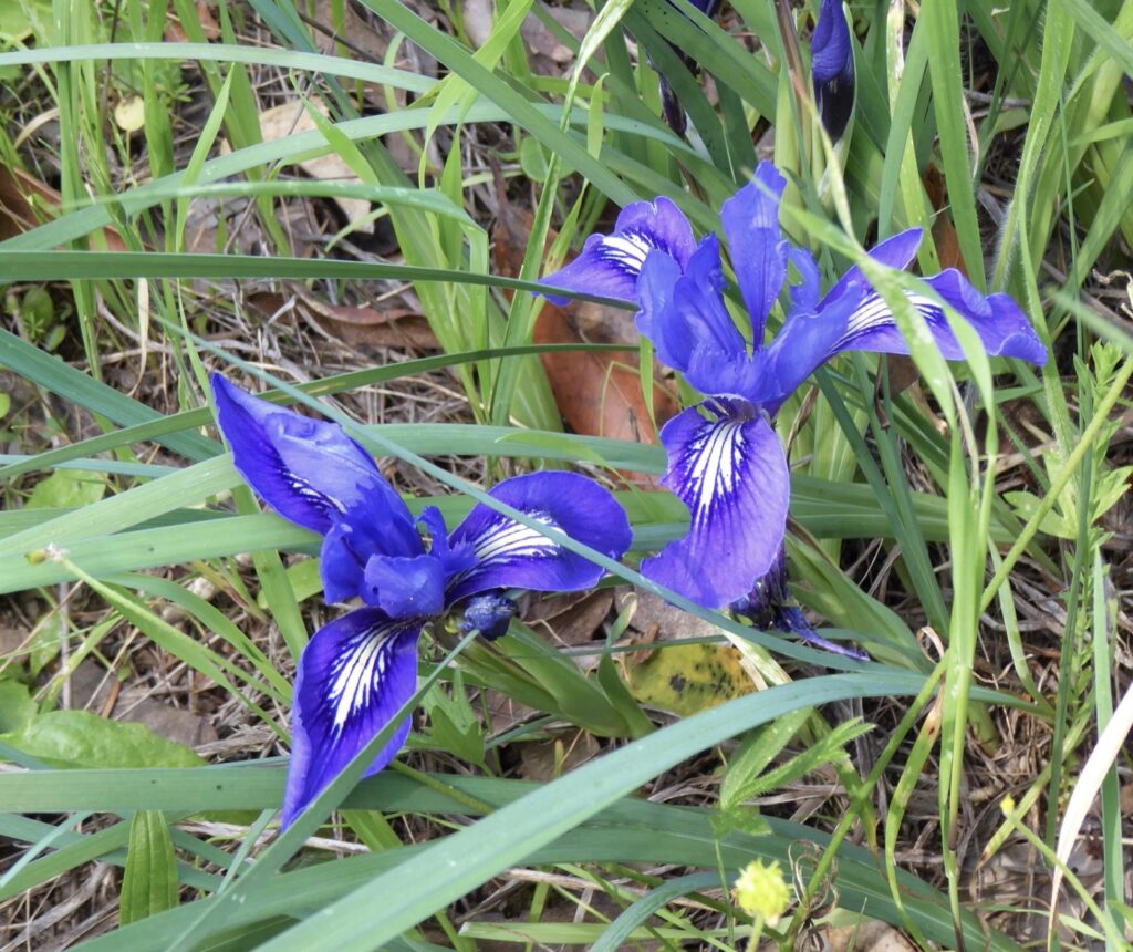 Iris macrosiphon - long tube iris