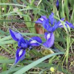 Iris macrosiphon - long tube iris
