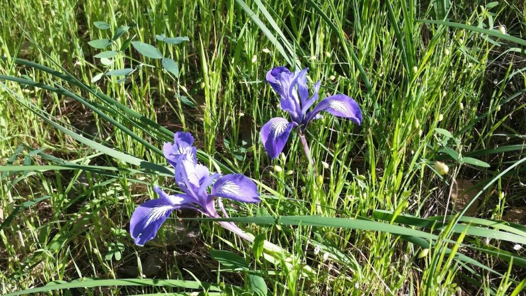 Iris macrosiphon - long tube iris