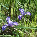 Iris macrosiphon - long tube iris