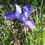 Iris macrosiphon - long tube iris