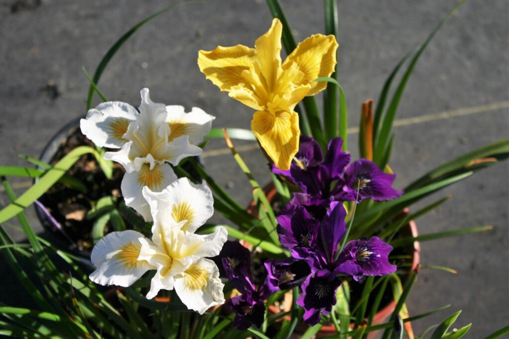 Iris Pacific Coast hybrid - Pacific Coast hybrid iris