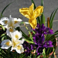 Iris Pacific Coast hybrid