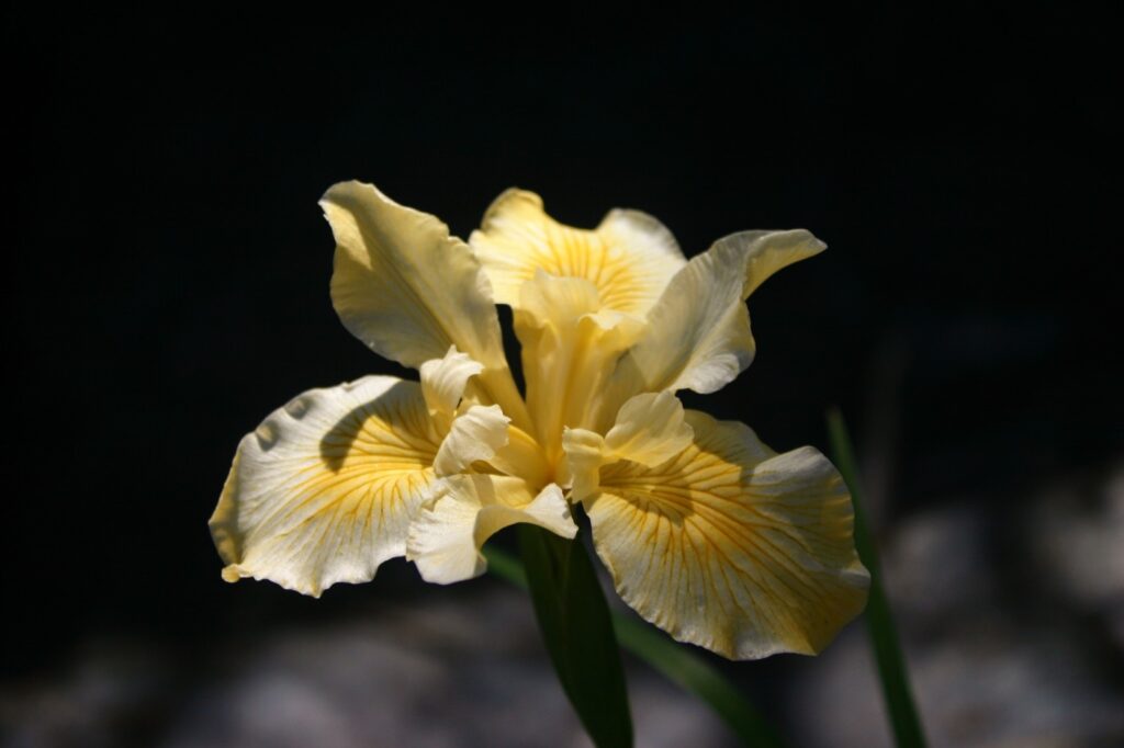 Iris Pacific Coast hybrid 'Canyon Sunshine' - Pacific Coast hybrid iris