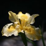 Iris Pacific Coast hybrid 'Canyon Sunshine' - Pacific Coast hybrid iris