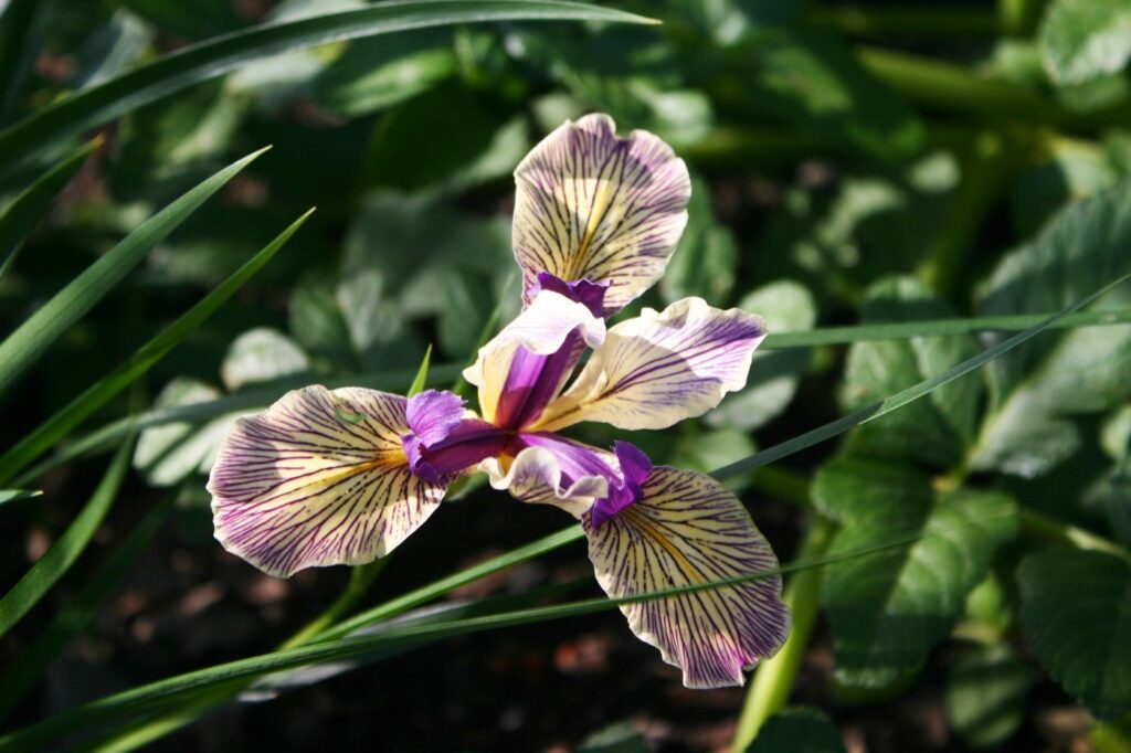 Iris Pacific Coast hybrid 'Sebastopol' - Pacific Coast hybrid iris
