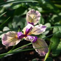 Iris Pacific Coast hybrid ‘Sebastopol’