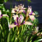 Iris Pacific Coast hybrid 'Sebastopol' - Pacific Coast hybrid iris