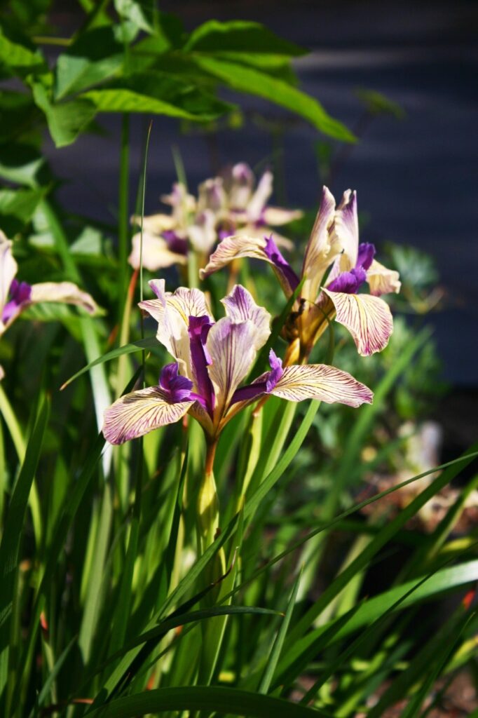 Iris Pacific Coast hybrid 'Sebastopol' - Pacific Coast hybrid iris