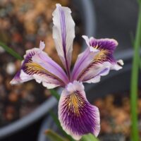 Iris Pacific Coast hybrid ‘Purple & White’