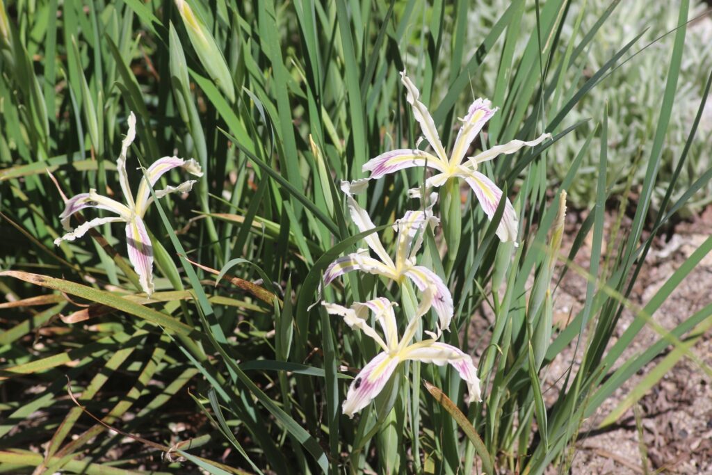 Iris tenuissima - longtube iris