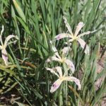 Iris tenuissima - longtube iris