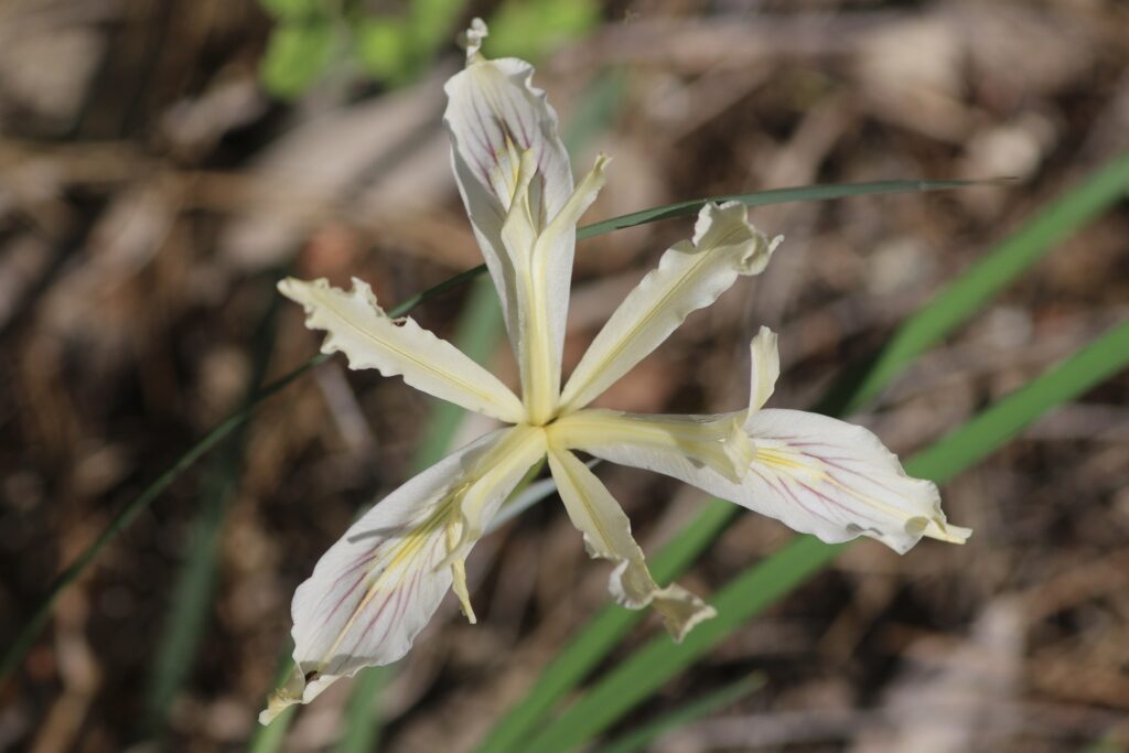 Iris tenuissima - longtube iris