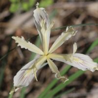 Iris tenuissima - longtube iris