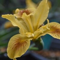 Iris Pacific Coast hybrid – yellow