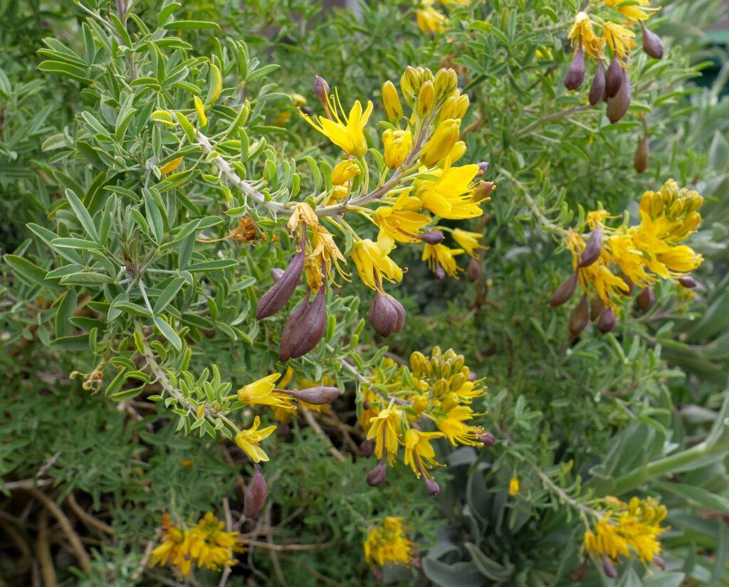 Cleomella (Isomeris) arborea - bladderpod