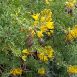 Cleomella (Isomeris) arborea - bladderpod