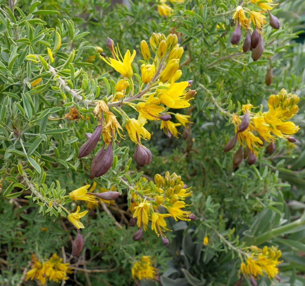 Cleomella (Isomeris) arborea - bladderpod