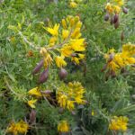Cleomella (Isomeris) arborea - bladderpod