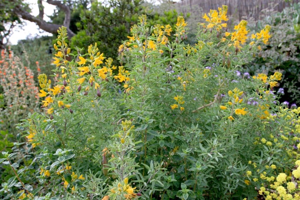 Cleomella (Isomeris) arborea - bladderpod