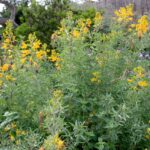 Cleomella (Isomeris) arborea - bladderpod
