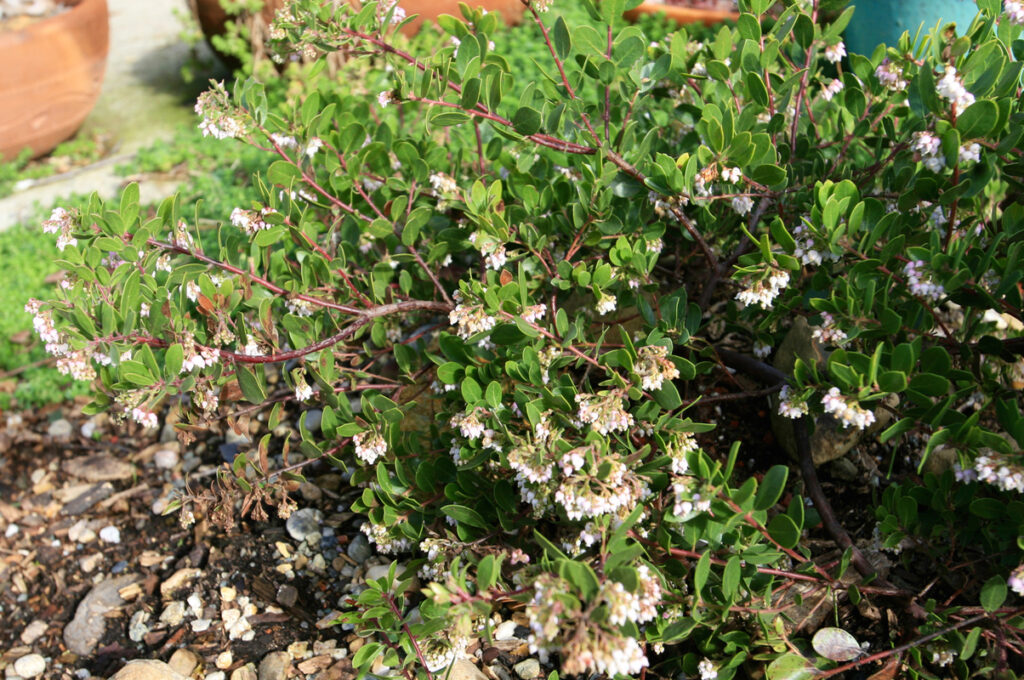 Arctostaphylos densiflora 'James West' - Vine Hill manzanita