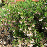 Arctostaphylos densiflora ‘James West’