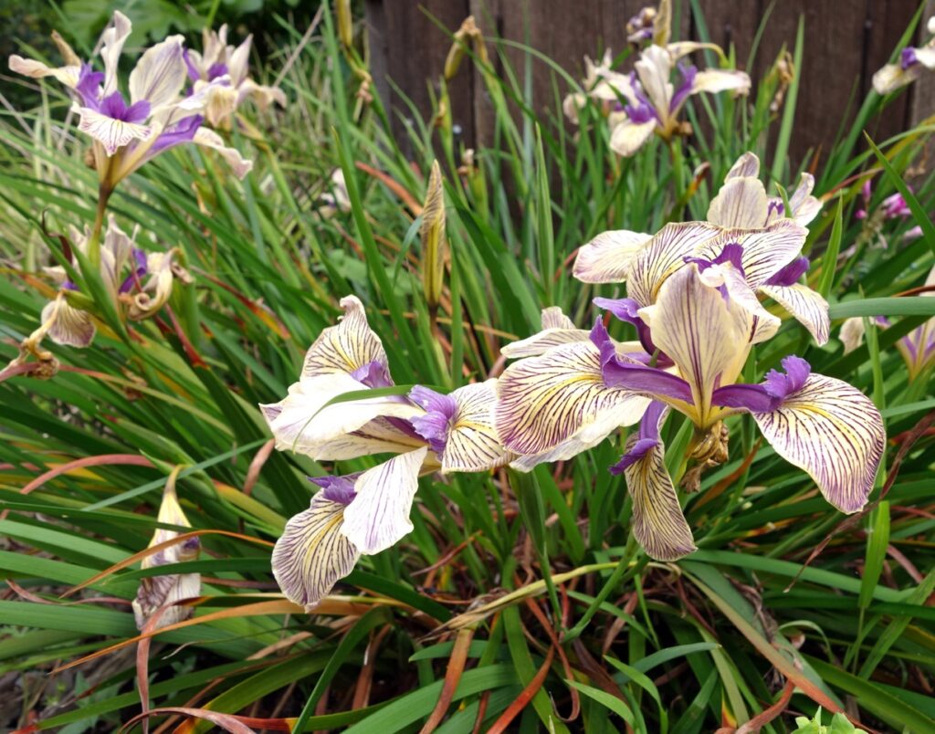 Iris Pacific Coast hybrid 'Sebastopol' - Pacific Coast hybrid iris