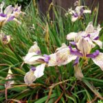 Iris Pacific Coast hybrid 'Sebastopol' - Pacific Coast hybrid iris