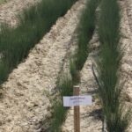 Juncus patens - California grey rush