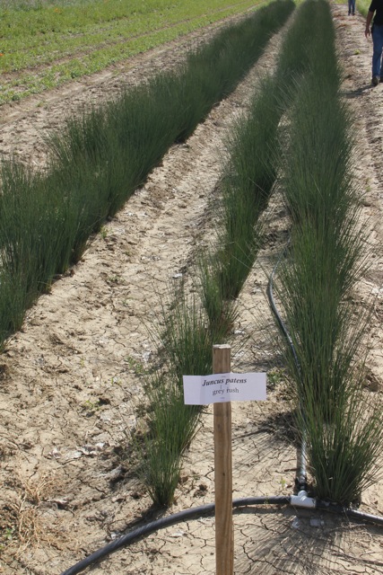 Juncus patens - California grey rush