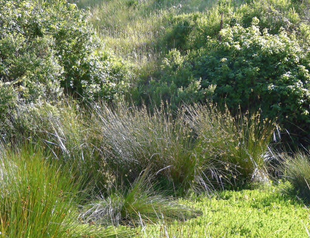 Juncus effusus - soft rush