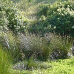 Juncus effusus - soft rush