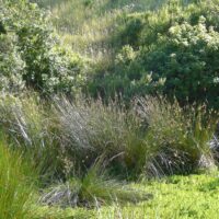Juncus effusus - soft rush