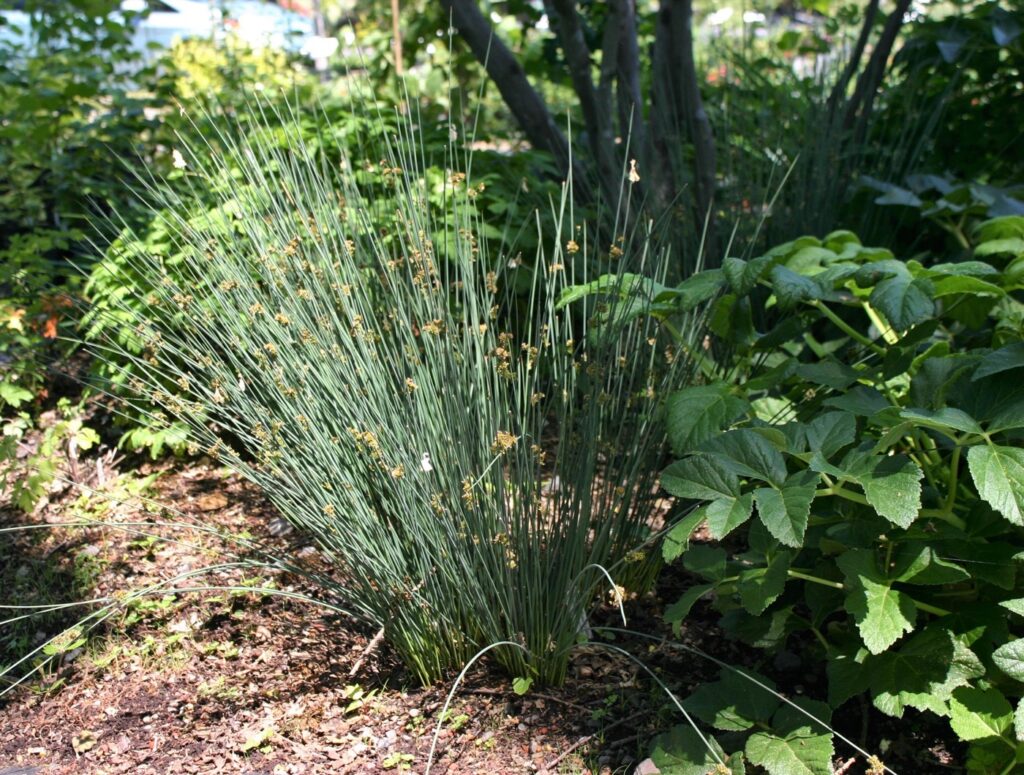 Juncus patens 'Elk Blue' - California grey rush