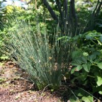 Juncus patens ‘Elk Blue’