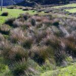 Juncus effusus - soft rush