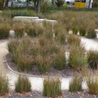 Juncus patens