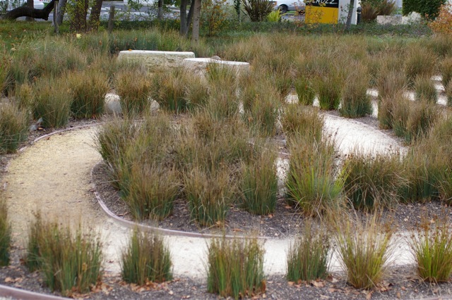 Juncus patens - California grey rush