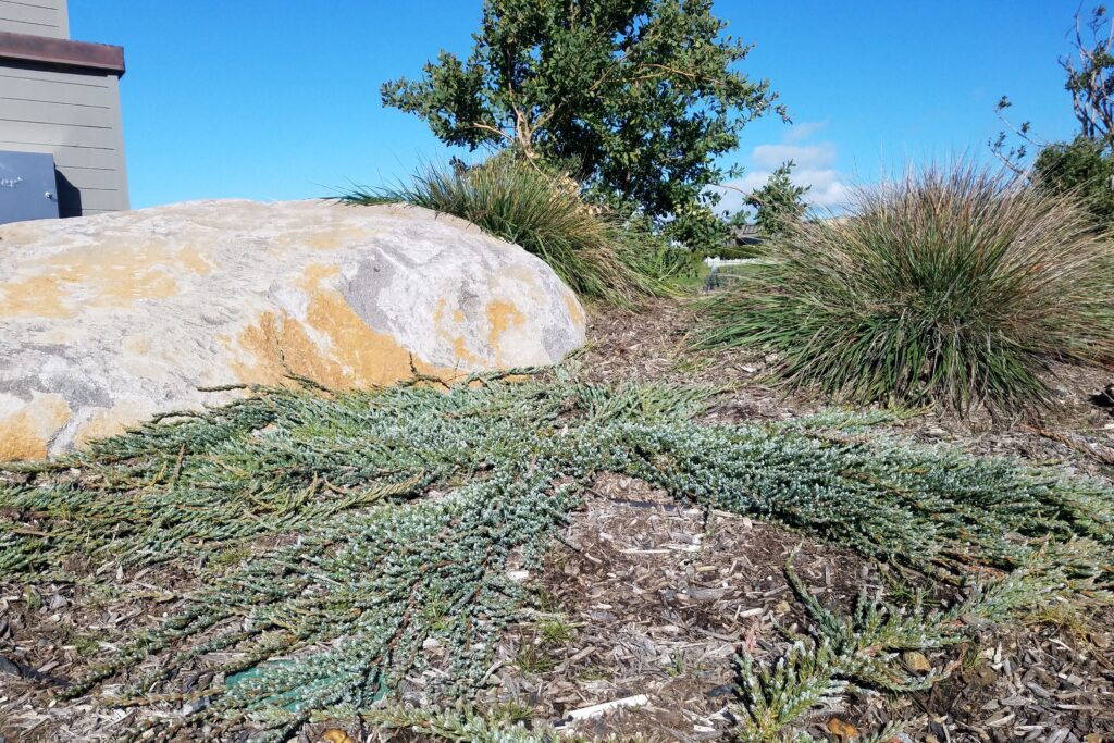 Juniperus communis 'Point Saint George' - dwarf juniper