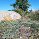 Juniperus communis 'Point Saint George' - dwarf juniper