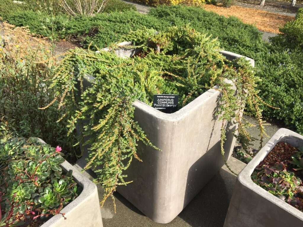 Juniperus communis 'Point Saint George' - dwarf juniper