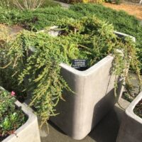Juniperus communis ‘Point Saint George’