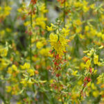 Acmispon (Lotus) glaber (scoparius) - deerweed