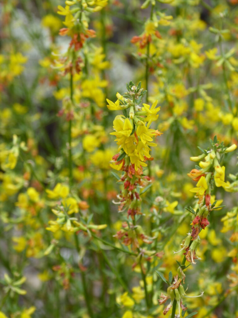 Acmispon (Lotus) glaber (scoparius) - deerweed