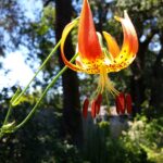 Lilium pardalinum (Gualala River) - leopard lily