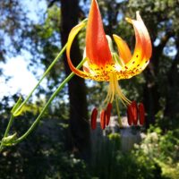 Lilium pardalinum (Gualala River)