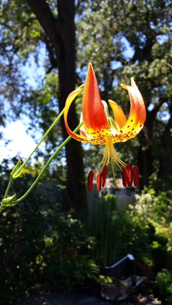 Lilium pardalinum (Gualala River) - leopard lily