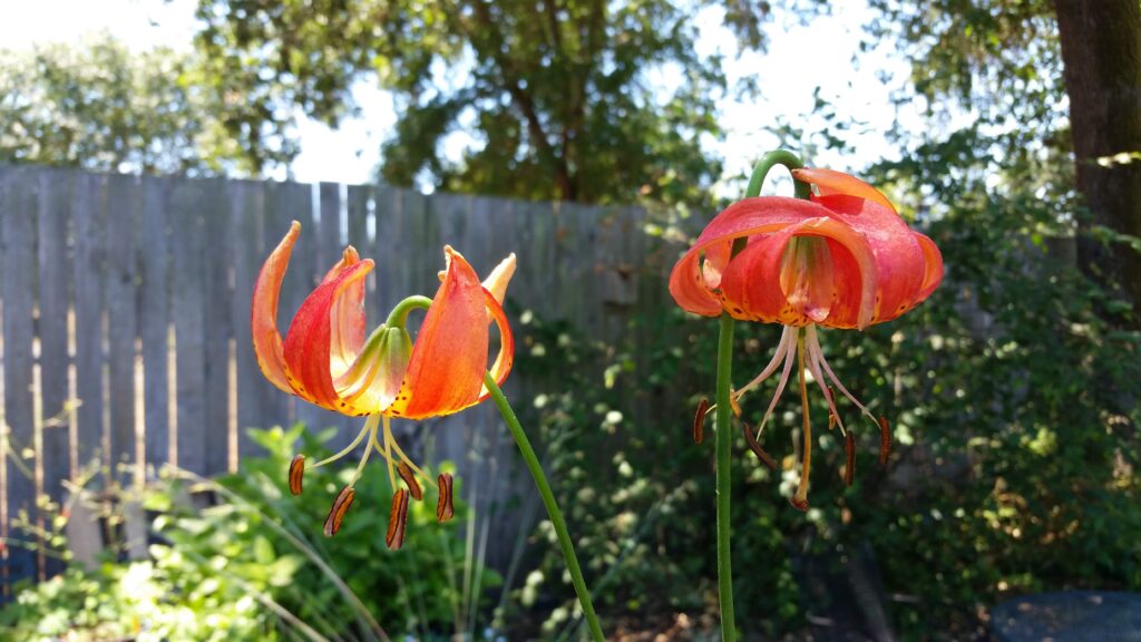 Lilium pardalinum (Gualala River) - leopard lily