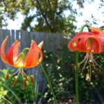 Lilium pardalinum (Gualala River) - leopard lily